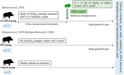 Intrapancreatic accessory spleens in African swine fever infection of wild boar (Sus scrofa)